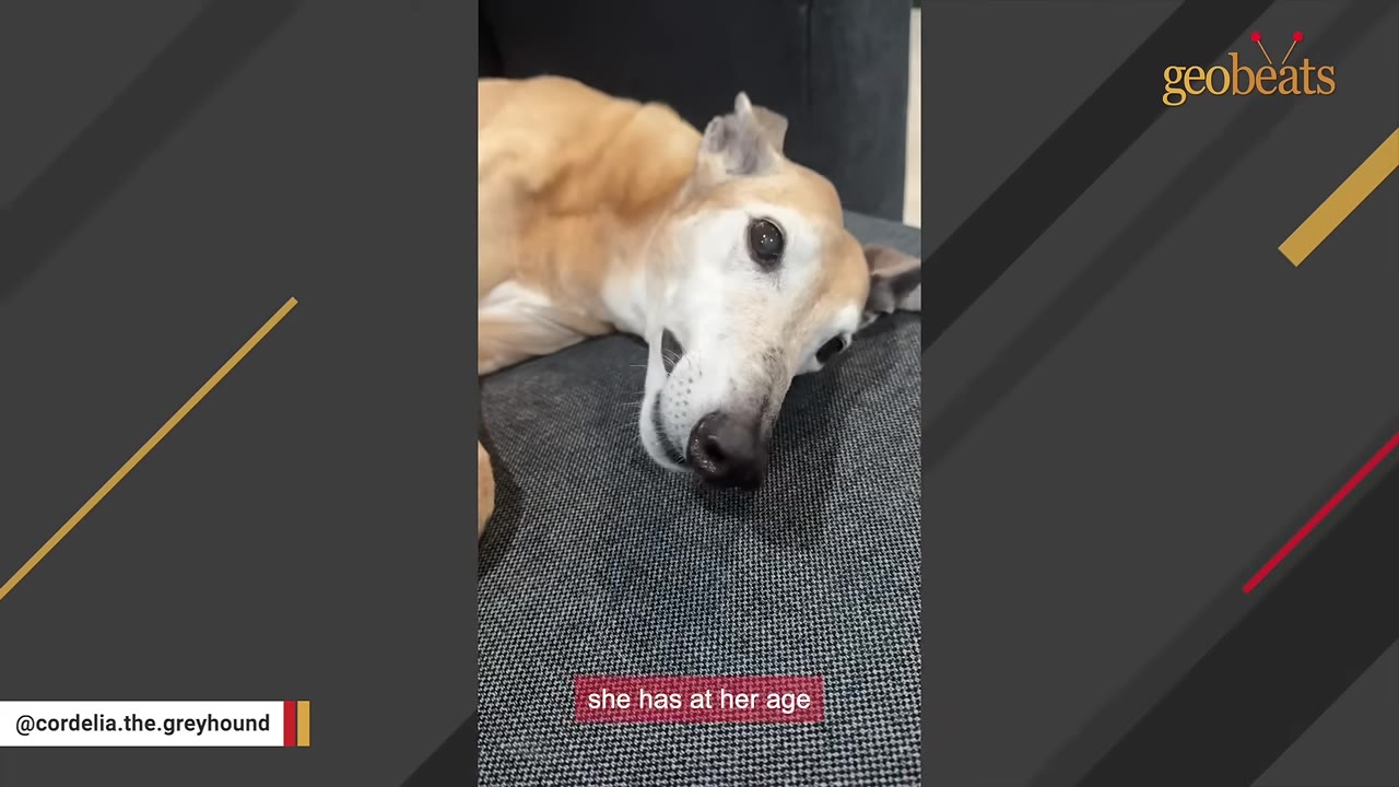 A close-up of an older tan greyhound with a graying face resting its head on a gray cushion.