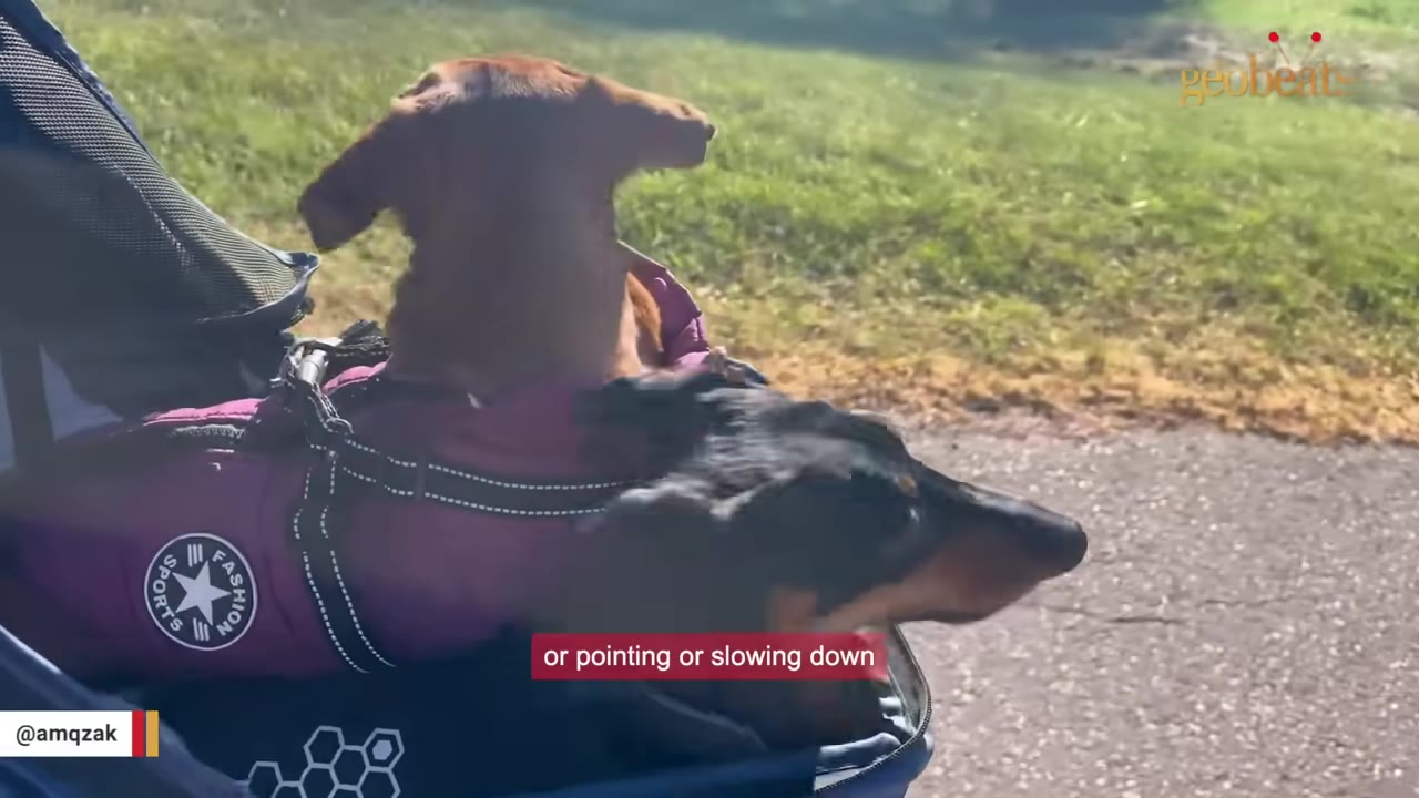Two dachshunds, one brown and one black and tan, riding together in a stroller outdoors on a paved path.