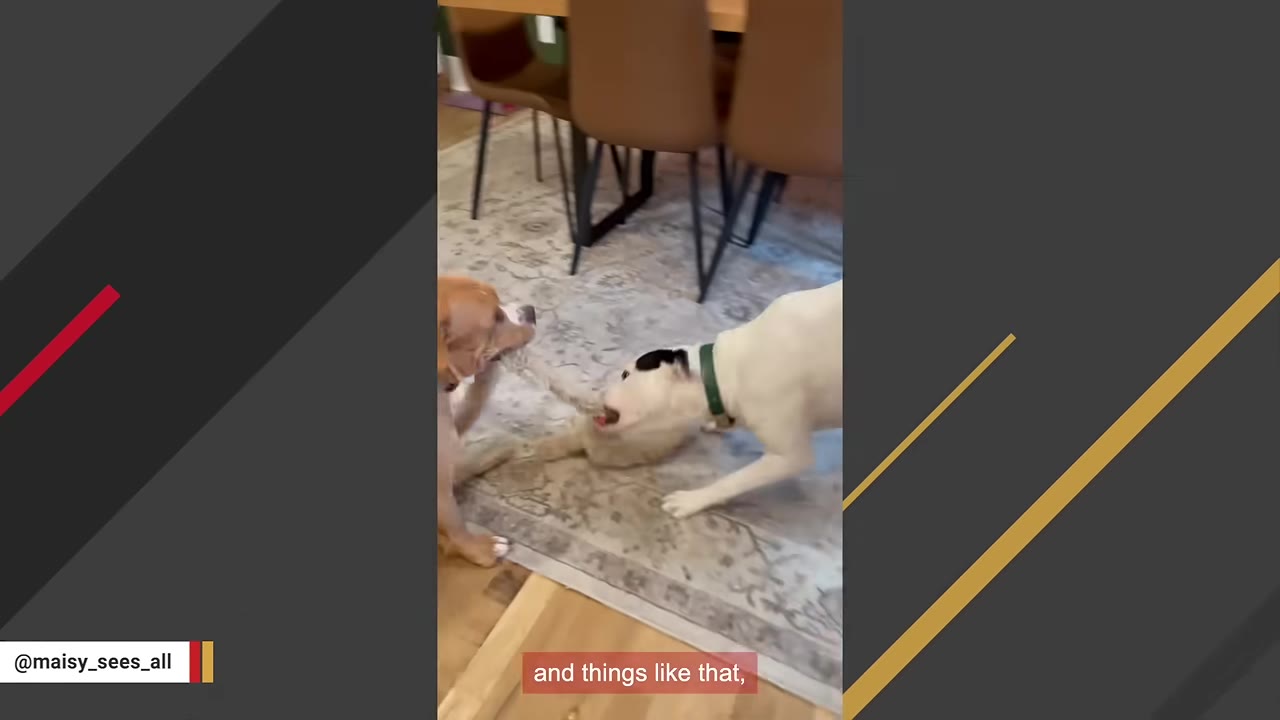 A brown dog and a white dog play tug-of-war with a toy on a patterned rug indoors.