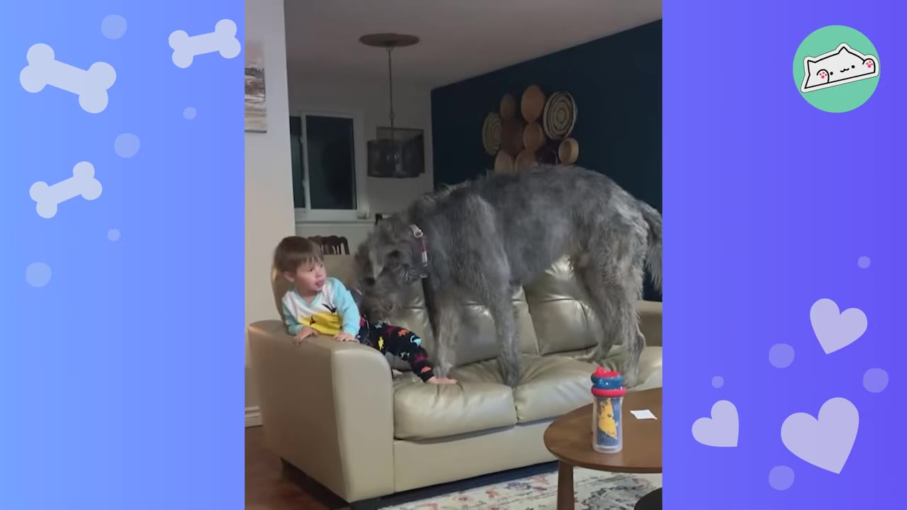 A young boy in pajamas sits on a beige leather sofa next to a very large, grey Irish Wolfhound standing on the cushions.