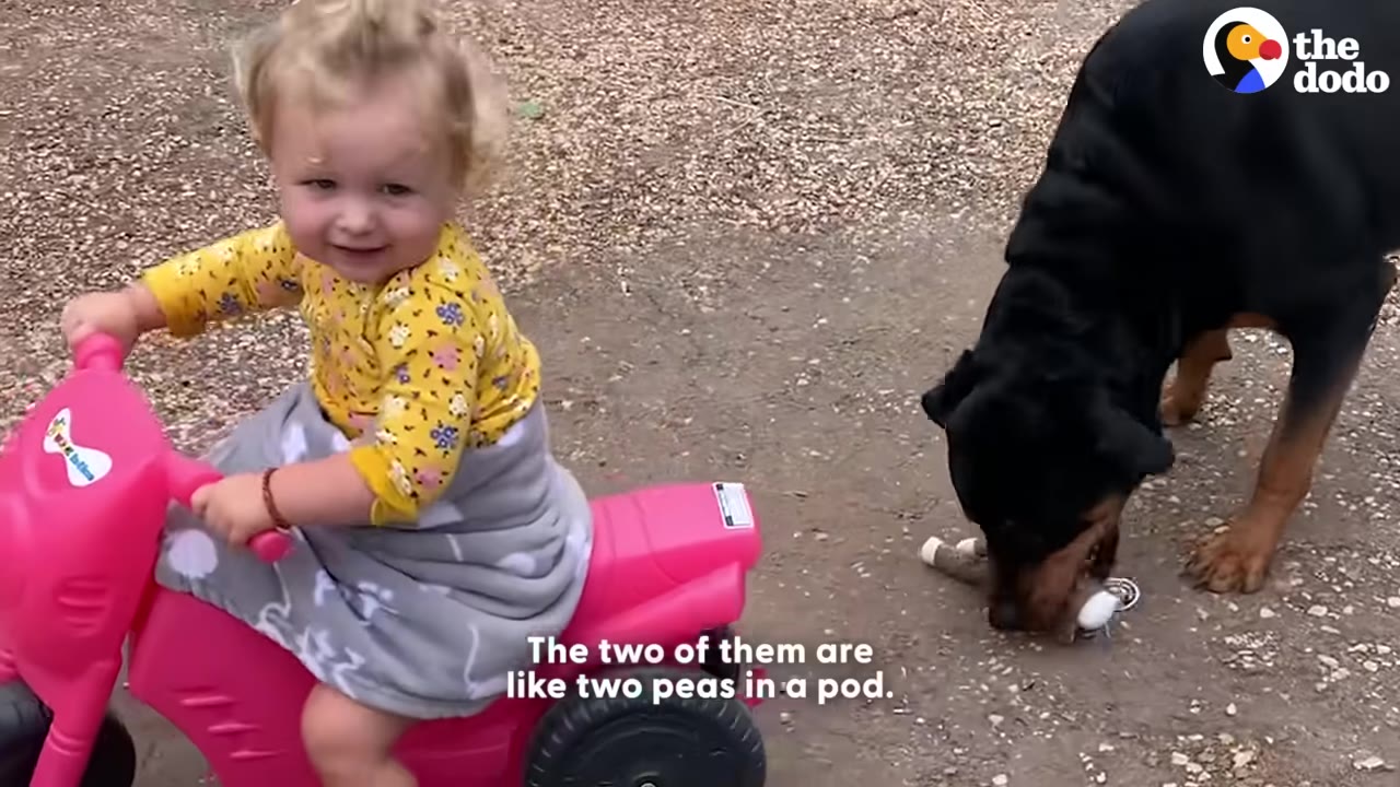 A young girl with blonde hair wearing a yellow floral shirt smiles while riding a pink toy motorcycle next to a black and tan Rottweiler dog sniffing the ground.