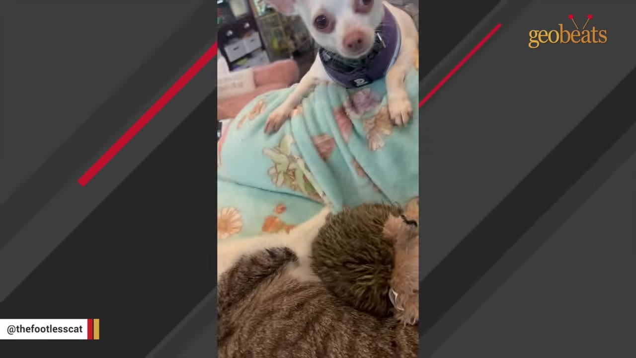 A small white Chihuahua wearing a purple harness peers over a blue blanket at a tabby cat.