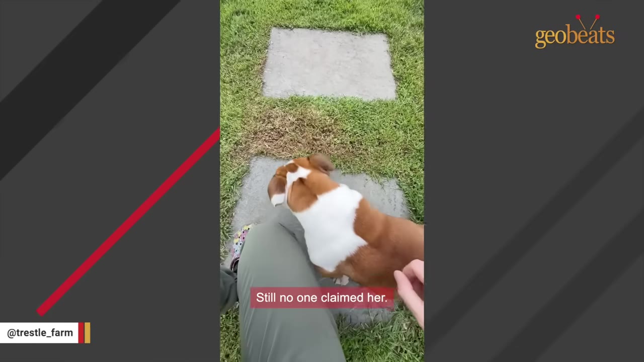 A brown and white bulldog stands on a stone path next to a person's leg, with a subtitle that reads 'Still no one claimed her.'