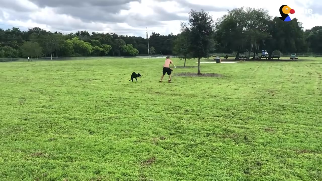 A black dog runs freely across a wide, green grassy field towards a person in a park.