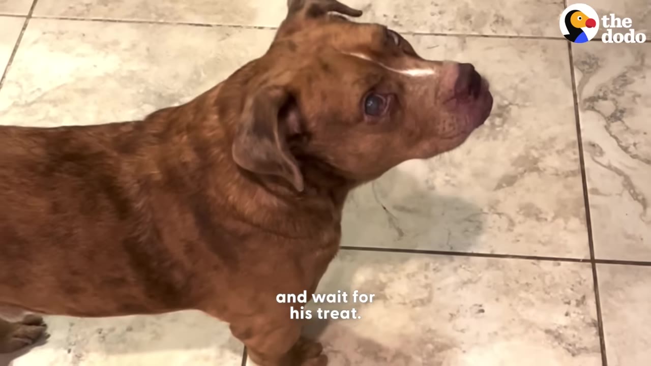 A brown dog standing on a tiled floor, looking up expectantly.