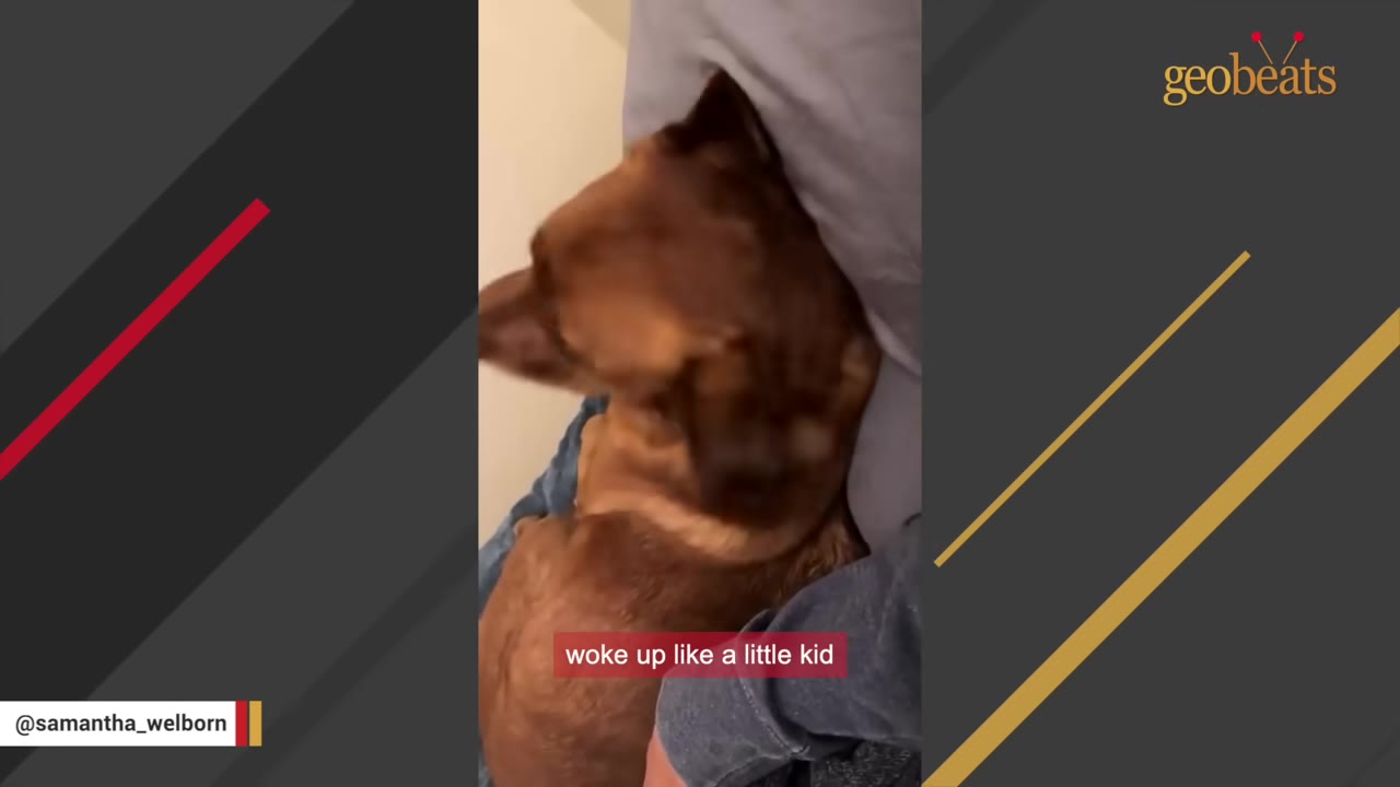 A brown dog cuddling in bed with its owner, with the text overlay 'woke up like a little kid'.