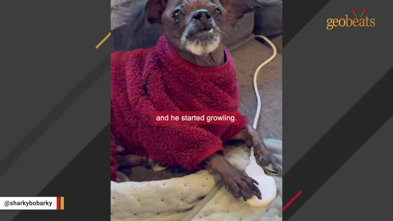 A small, dark-furred dog wearing a red fleece sweater looks up with an intense expression, showing a tiny tooth, while resting on a grey blanket.