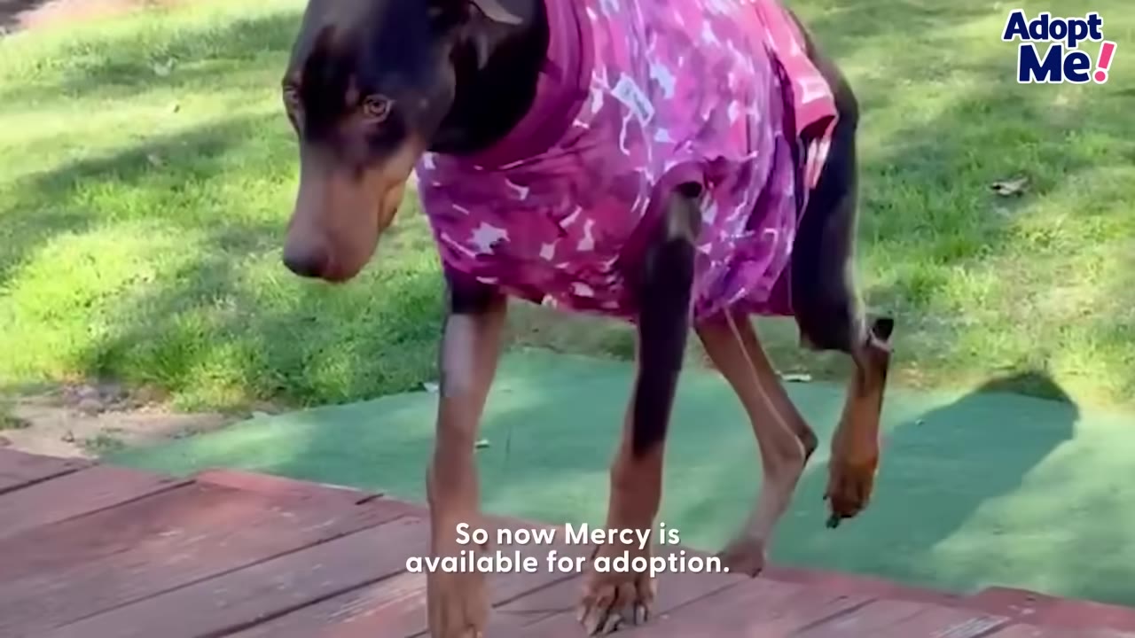 A brown and tan Doberman wearing a pink patterned shirt walks outdoors on a wooden deck.