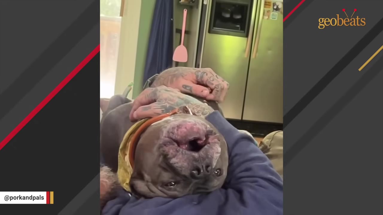 A grey dog lies on its back on a person's chest, looking up with its mouth slightly open while tattooed hands rest on its chest.