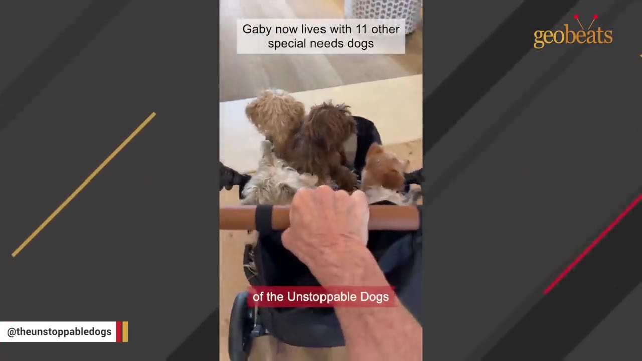 A close-up shot of a person's hand pushing a stroller filled with several small, fluffy dogs, with text overlays reading 'Gaby now lives with 11 other special needs dogs' and 'of the Unstoppable Dogs'.