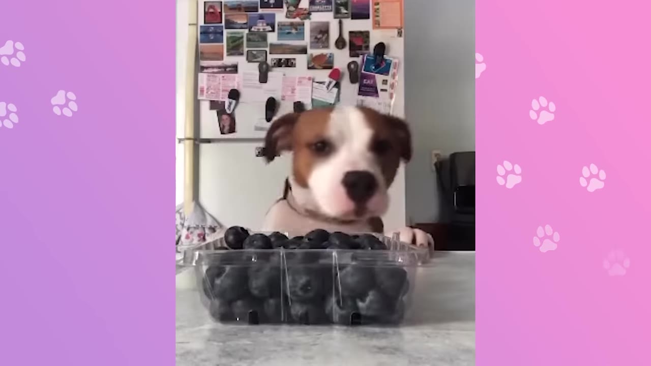 A brown and white puppy looking curiously over a plastic container of blueberries on a kitchen counter.