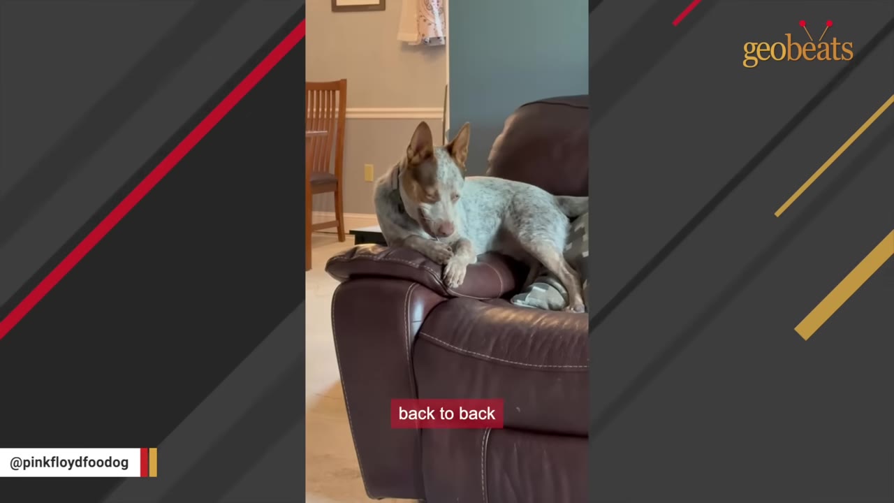 A speckled brown and white dog lies curled up on the armrest of a brown leather sofa, looking downcast.