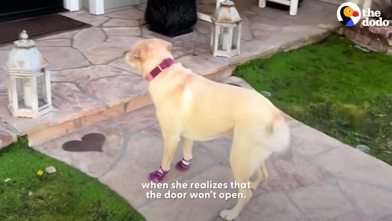 A yellow Labrador wearing purple booties stands on a stone pathway, looking back toward a house porch.
