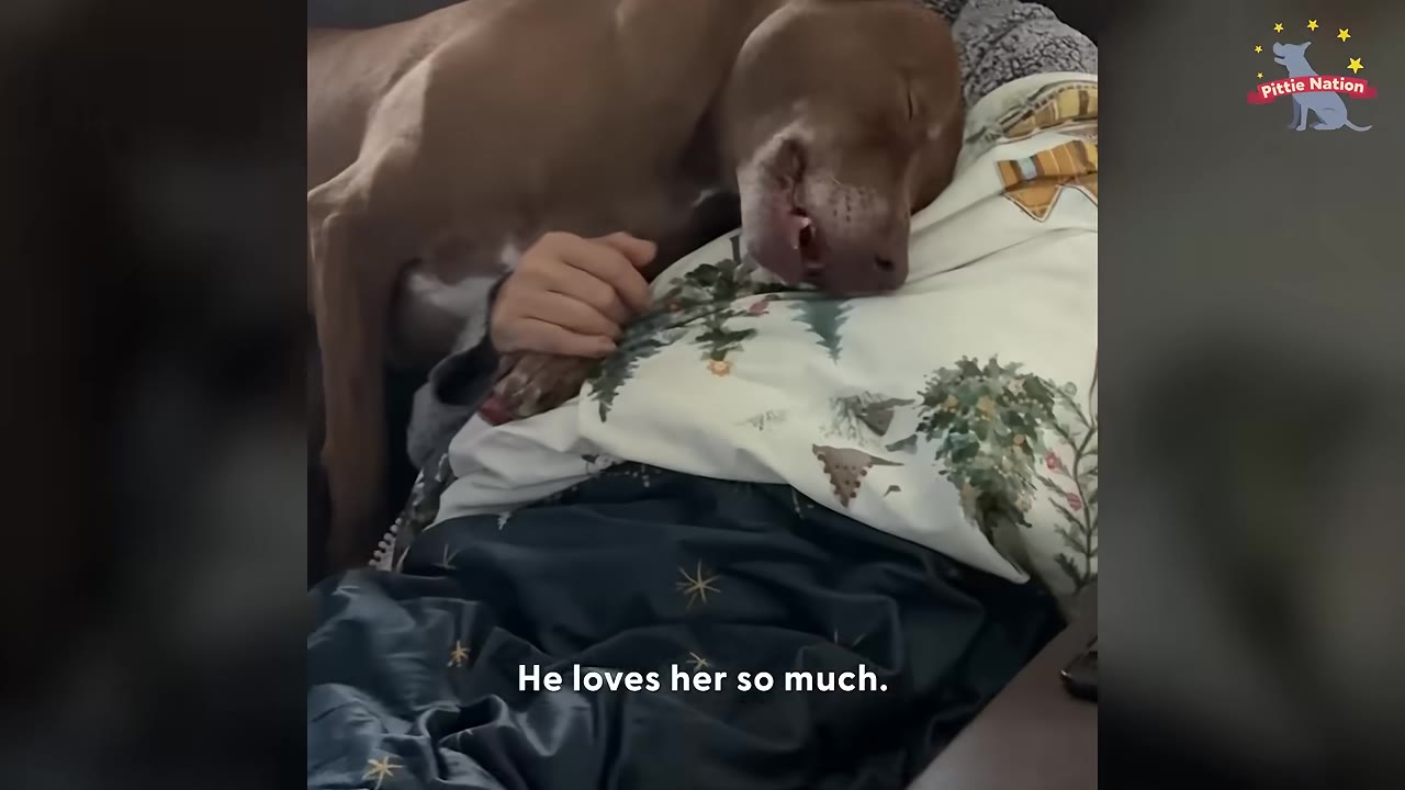 A brown dog cuddles next to a person resting under a blanket, with its head resting gently on their chest.
