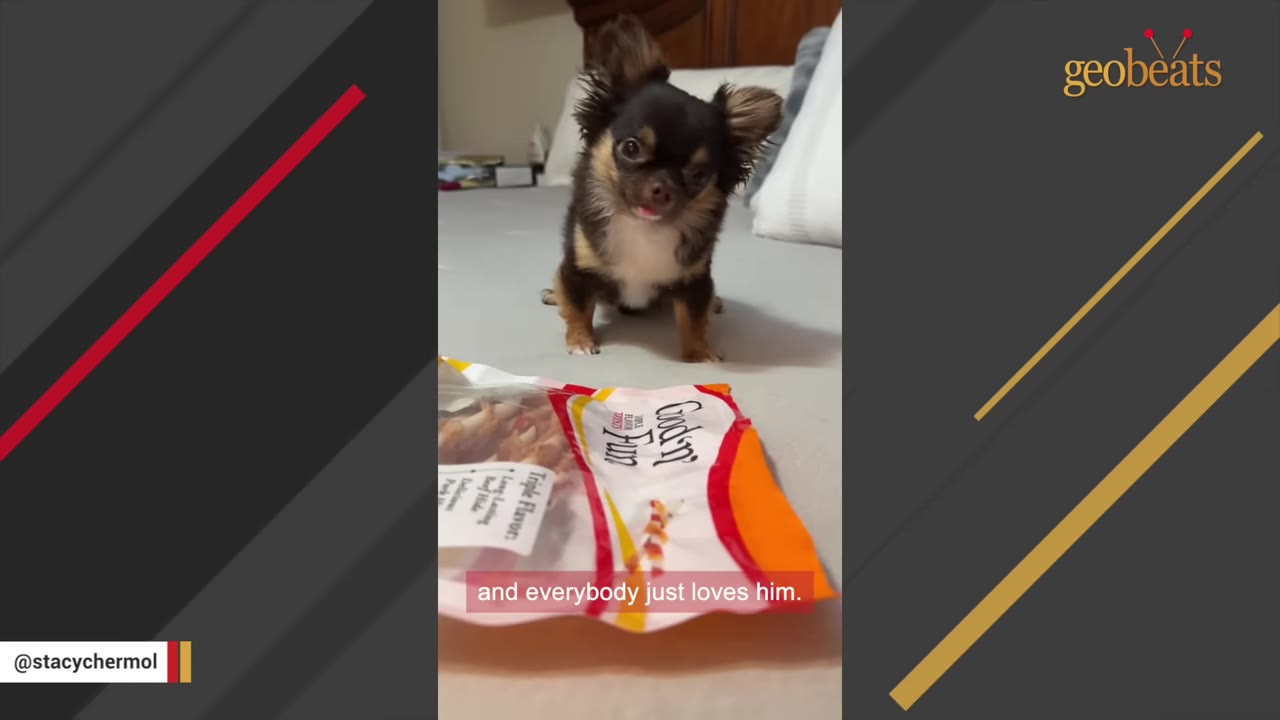 A small long-haired Chihuahua with brown, black, and white fur tilts its head while sitting on a bed behind a bag of dog treats.