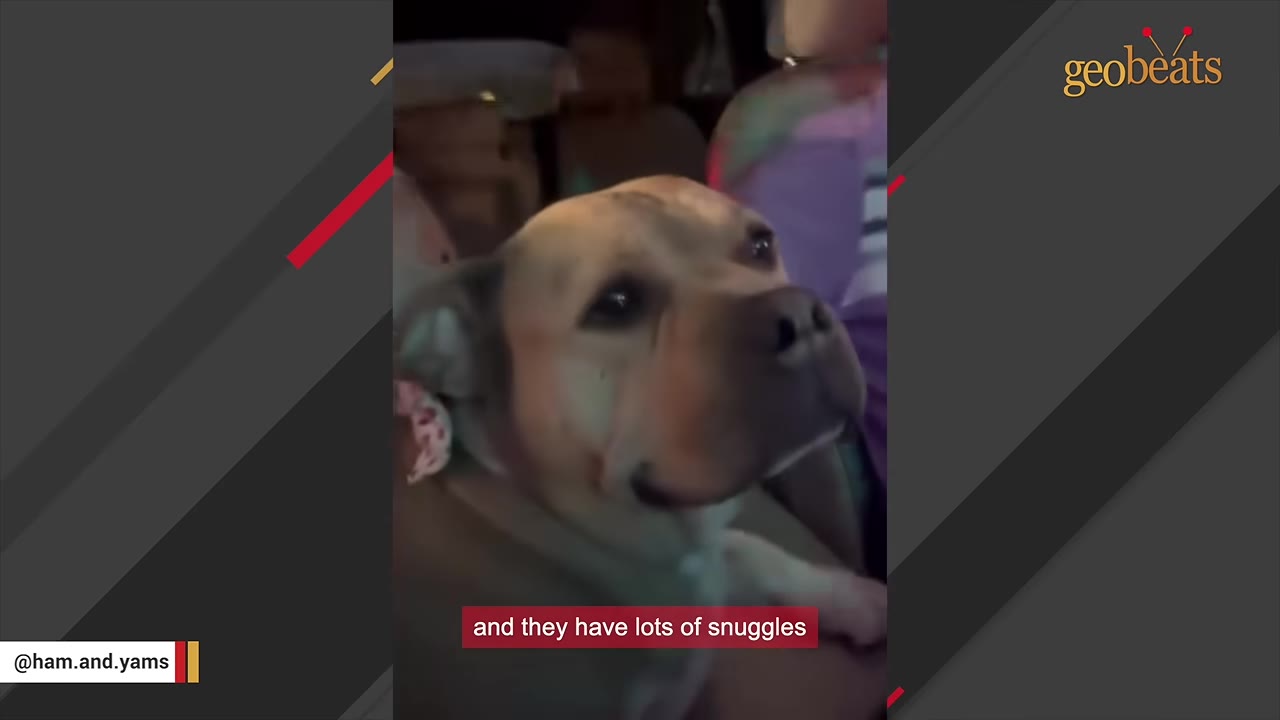 A close-up shot of Yams, a tan pit bull mix, looking up with a gentle expression while sitting next to a person in a car.
