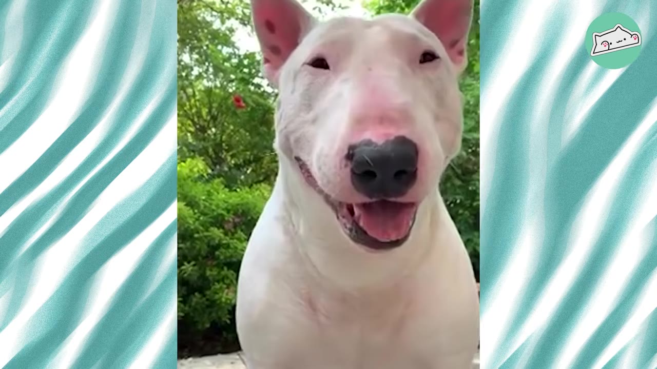A close-up shot of a white Bull Terrier smiling joyfully at the camera with its mouth slightly open and ears perked up.