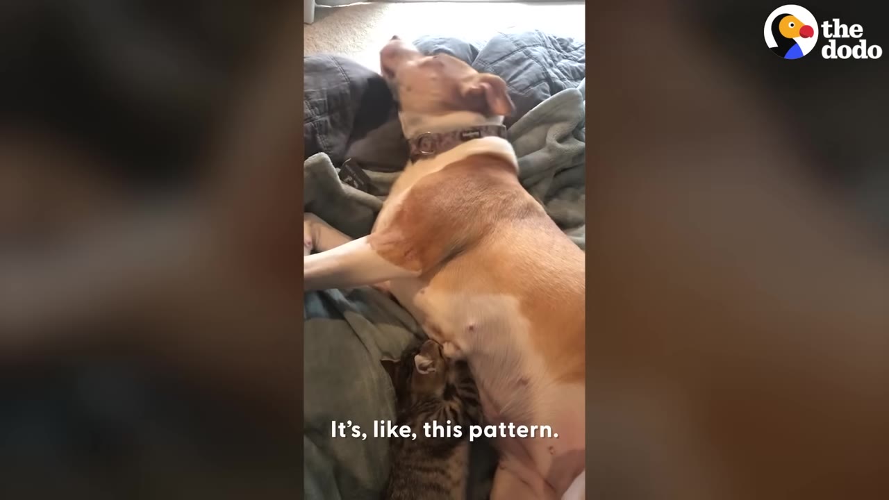A tan and white dog lies calmly on a bed as a small tabby kitten snuggles close to her belly.