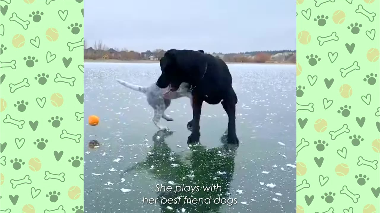 A small grey and white dog plays with a large black dog on a frozen, icy lake with a light dusting of snow.
