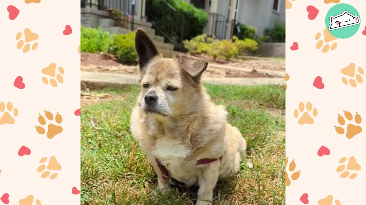 A small, light brown dog with one upright ear and one folded ear sits alertly on a grassy lawn.