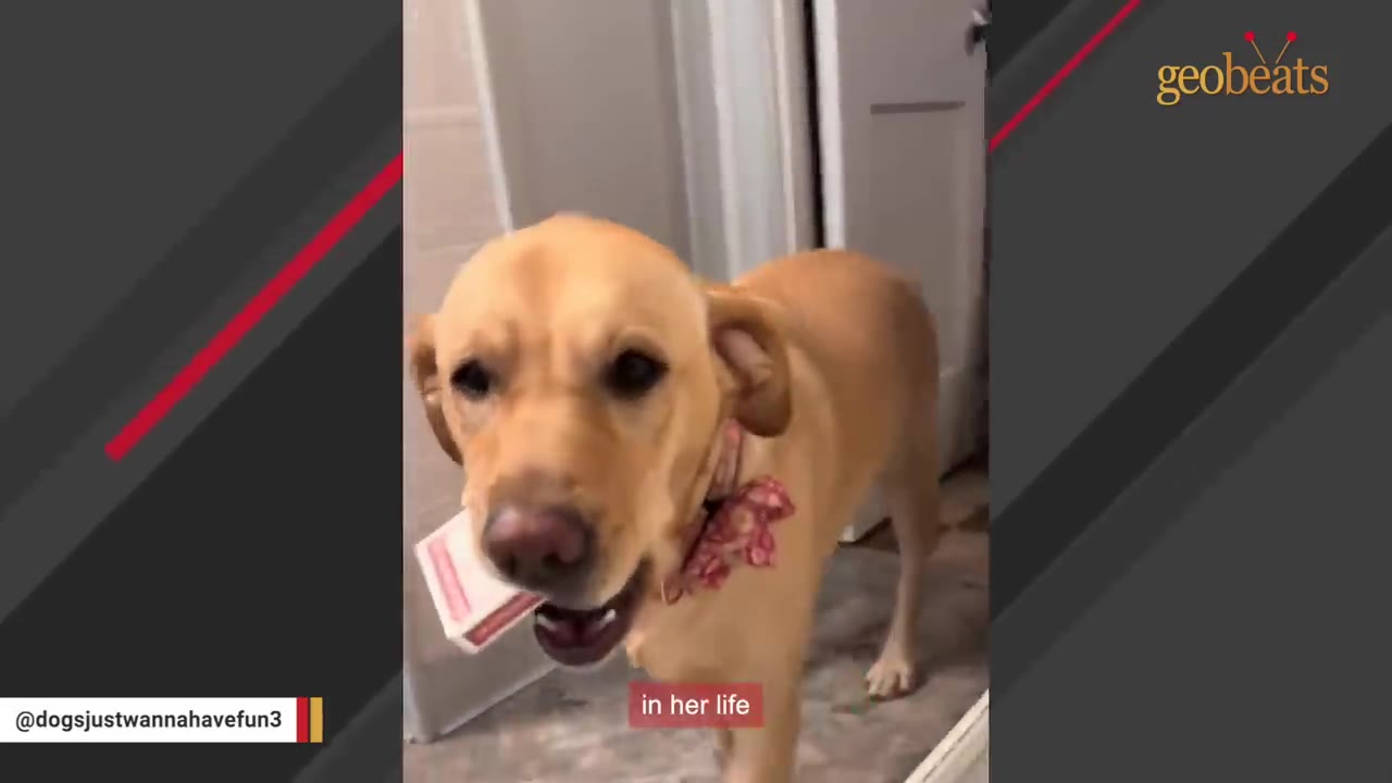 A yellow Labrador Retriever carrying a small cardboard box in its mouth.