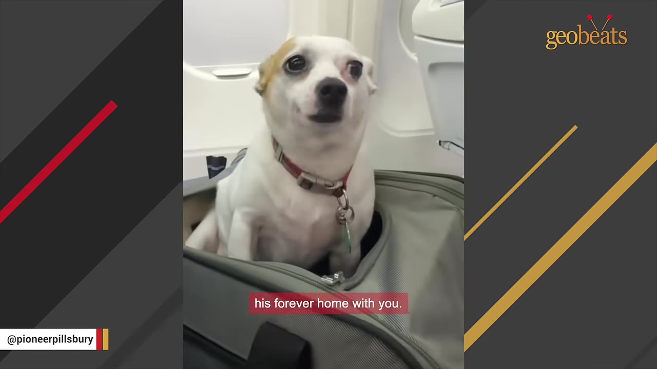 A small white and tan dog sits inside a grey pet carrier bag on an airplane.