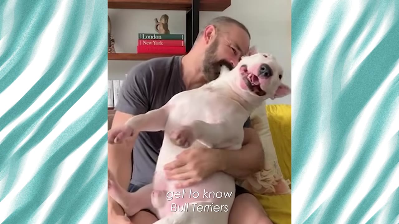 A smiling white Bull Terrier being cuddled in the lap of a bearded man sitting on a couch.