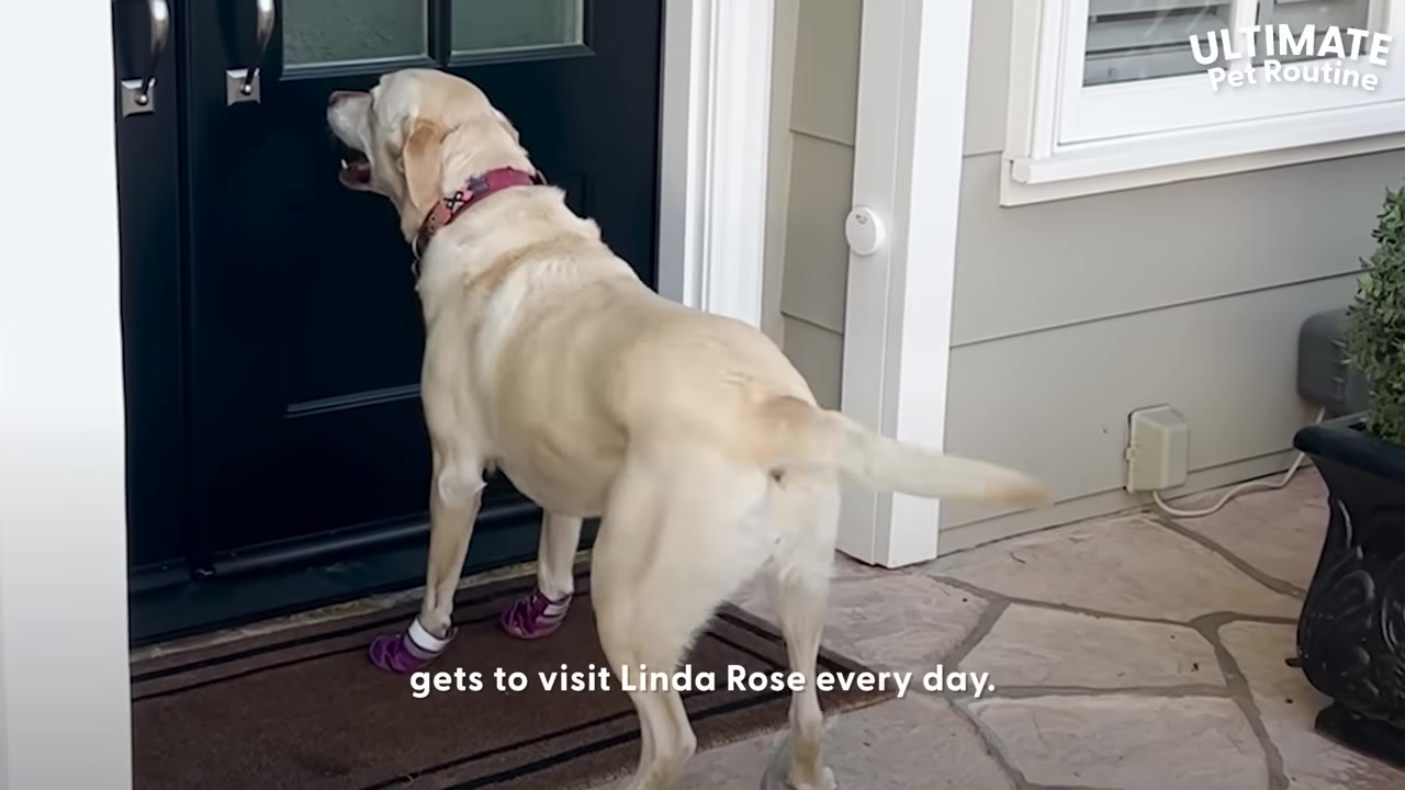A yellow Labrador retriever wearing purple booties stands on a doormat in front of a dark door, looking up at the window pane.
