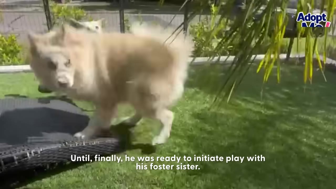 A fluffy, light-colored dog stands on a green lawn near a black outdoor mat, looking towards the camera.