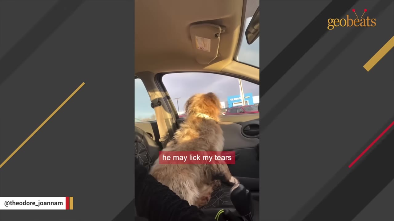 A fluffy, light brown dog sits in the front passenger seat of a car, looking out the window.
