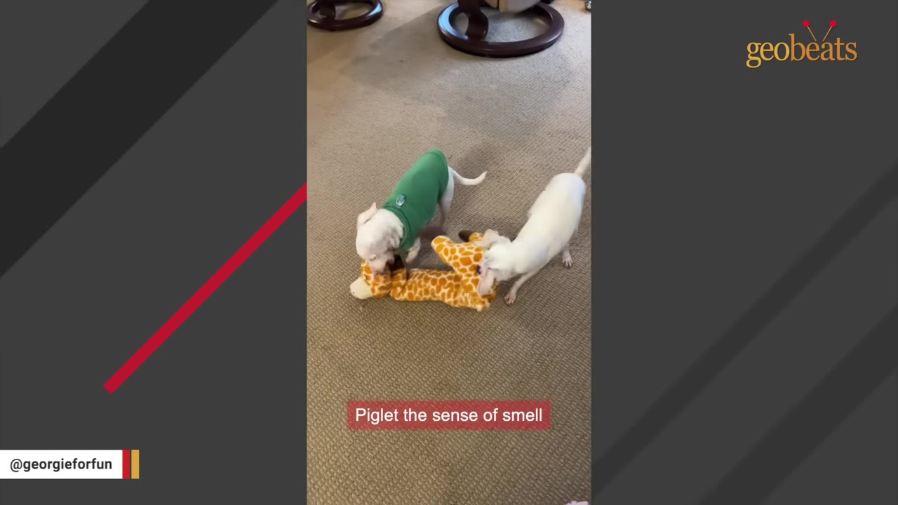 Two small white dogs, one wearing a green sweater, play together with a stuffed giraffe toy on a carpeted floor.
