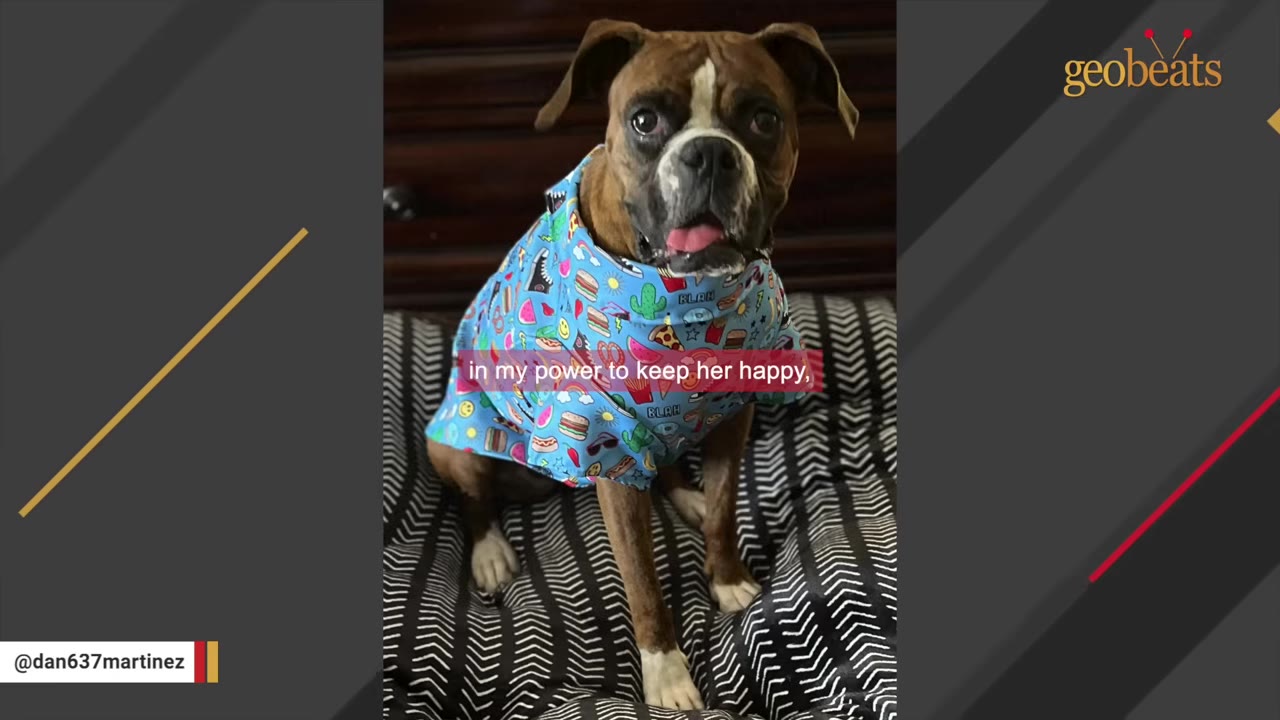 A brown and white boxer dog wearing a colorful blue shirt with cartoon prints sits on a patterned blanket.
