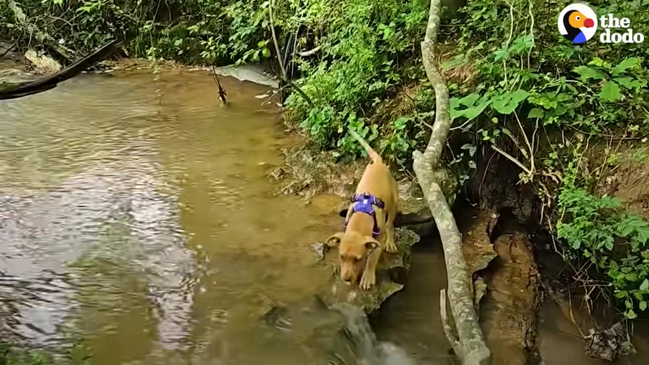 A tan puppy wearing a purple harness stands on a rock at the edge of a shallow, flowing stream surrounded by green foliage.