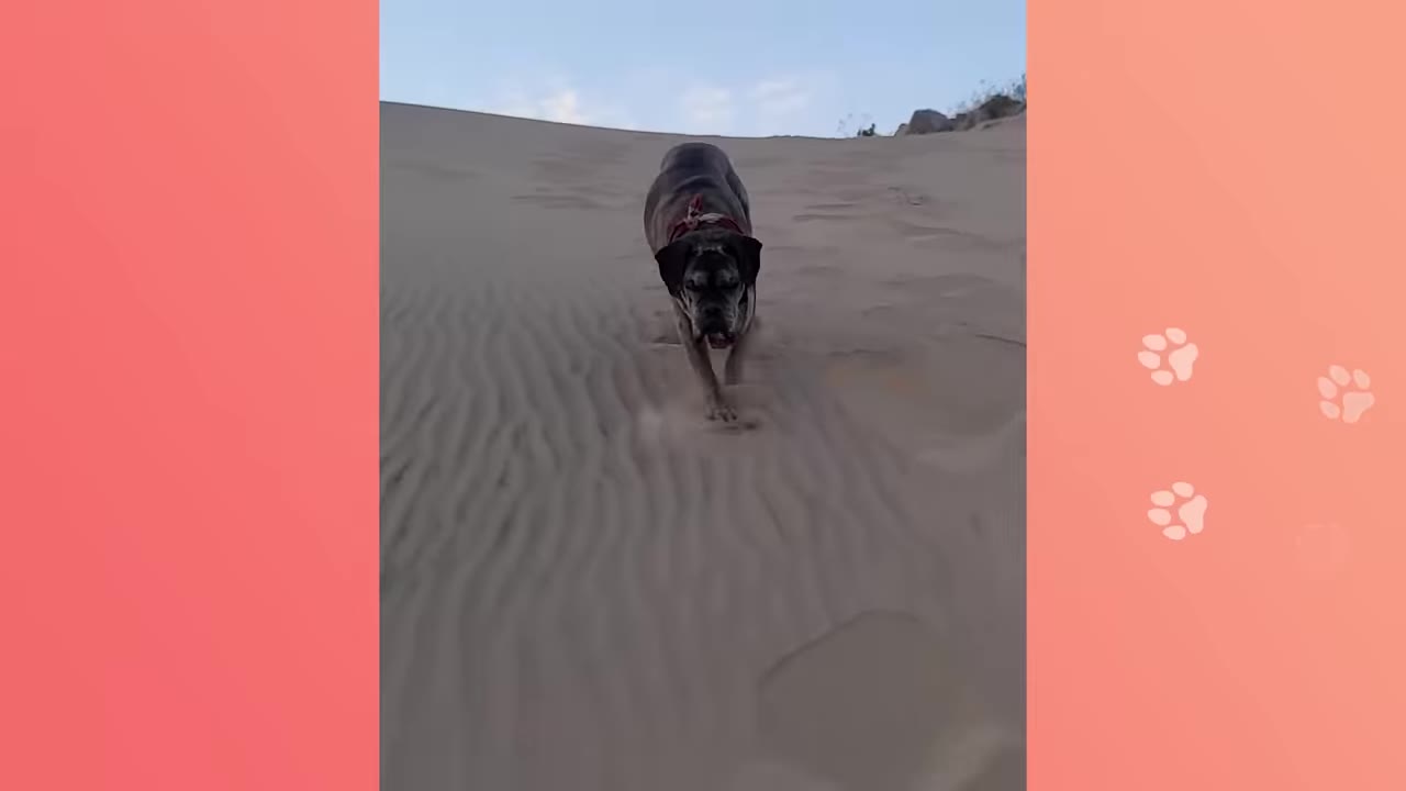 A large brindle dog wearing a red collar runs down a sandy dune under a blue sky.