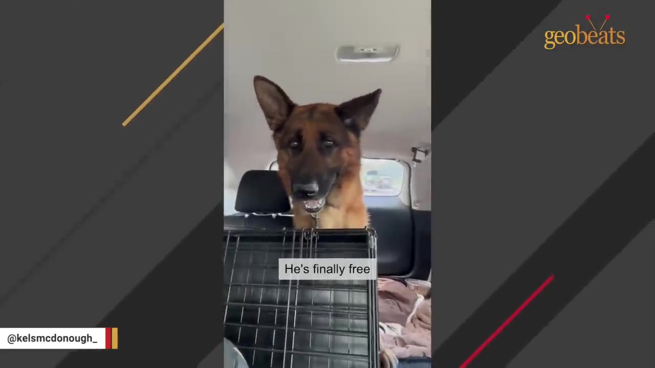 A German Shepherd dog sits alertly in the back of a vehicle, looking forward with ears perked up.