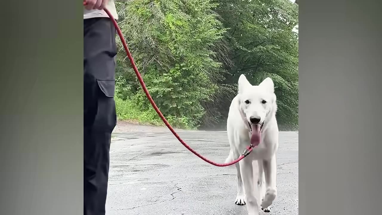A healthy, happy white dog walking on a red leash on a paved path, looking forward with its tongue out.