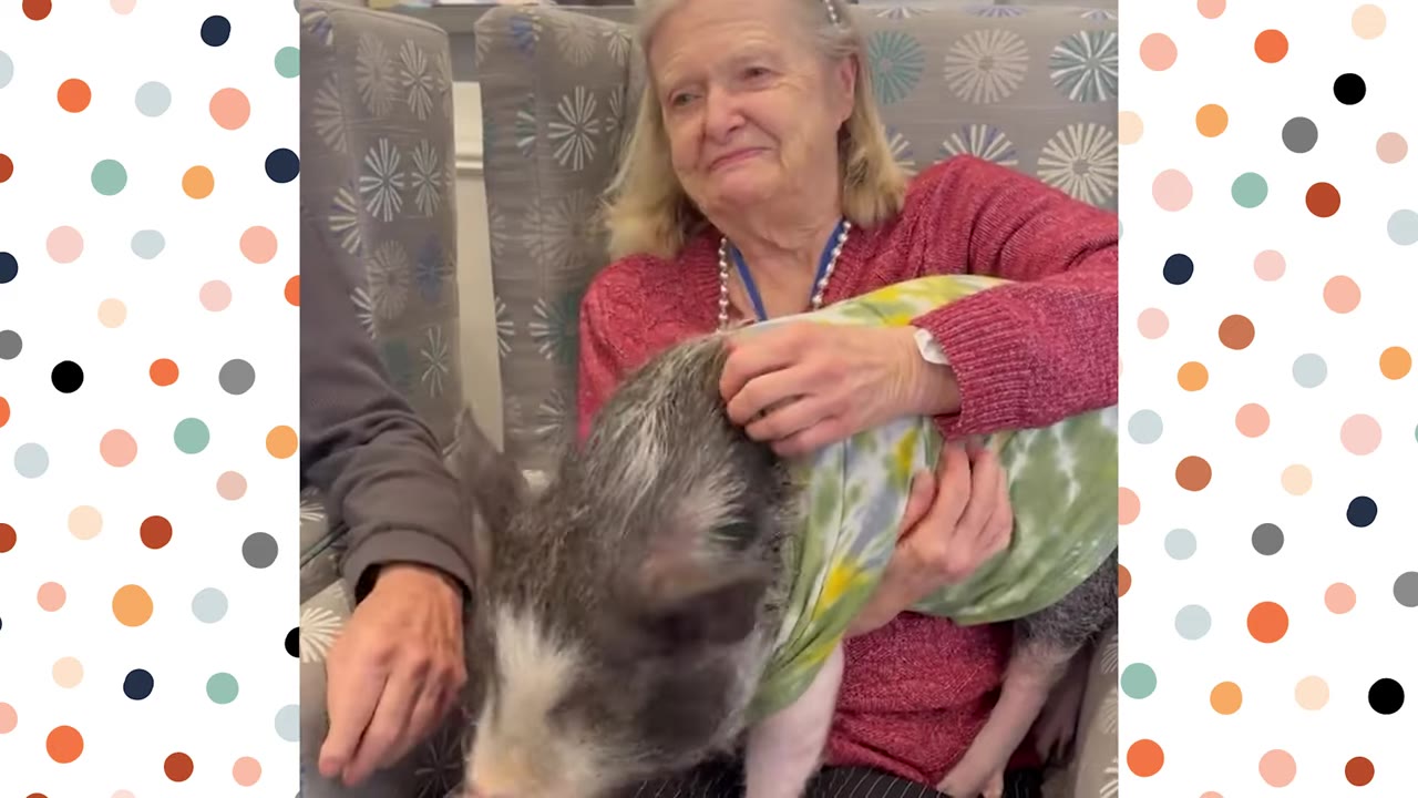 An elderly woman in a red sweater smiles as she pets a small pig wearing a green tie-dye shirt.