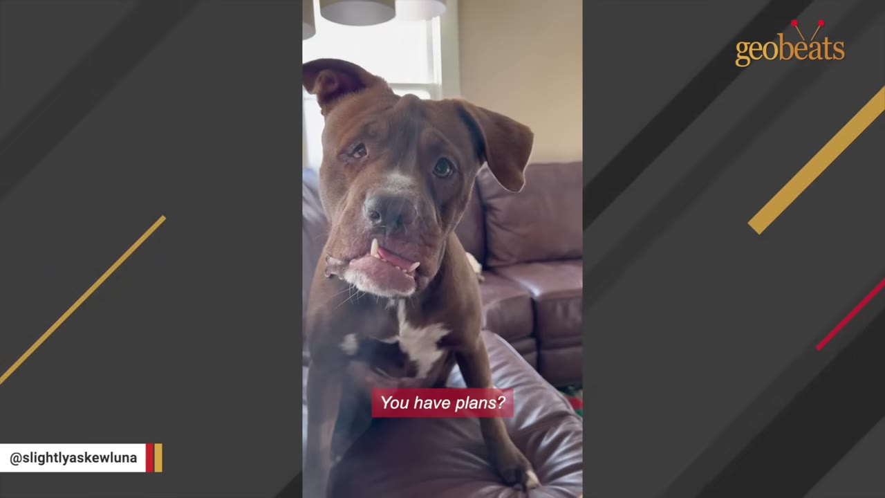 A brown dog with a white chest patch and a prominent underbite looks directly at the camera with a curious expression while sitting on a leather couch.