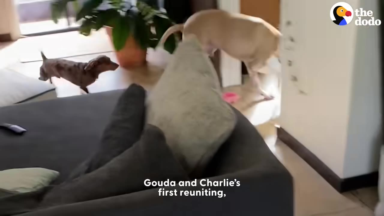 A small dachshund and a larger tan dog run toward each other in a living room during their first reunion.