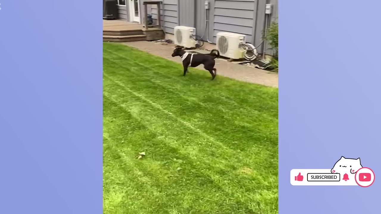 A black dog wearing a white harness walks across a lush green lawn in a backyard.