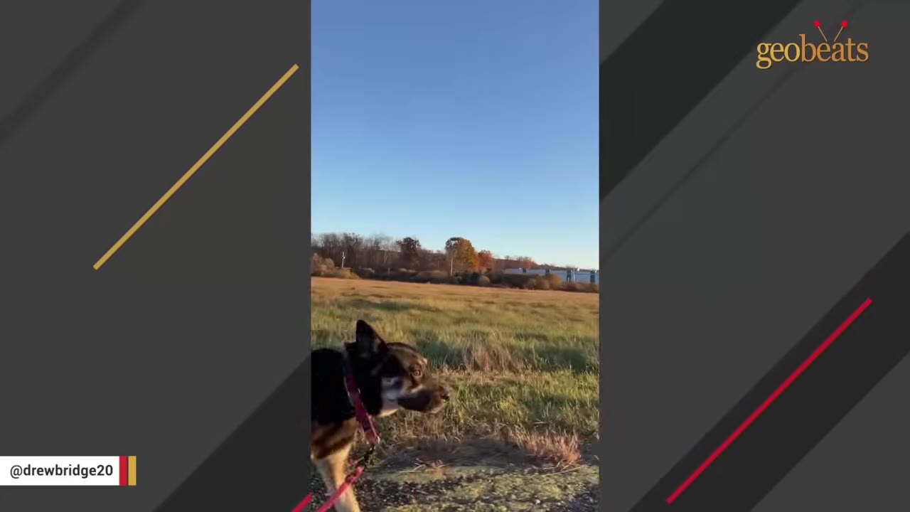 A black and tan dog wearing a red collar walks calmly on a leash through a grassy field under a clear blue sky.