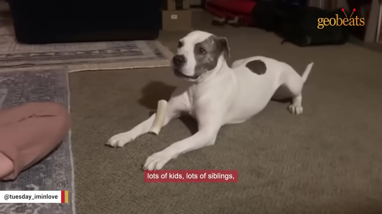 A white dog with a brown patch over its eye and on its back lies on a carpeted floor next to a chew bone, looking up attentively.