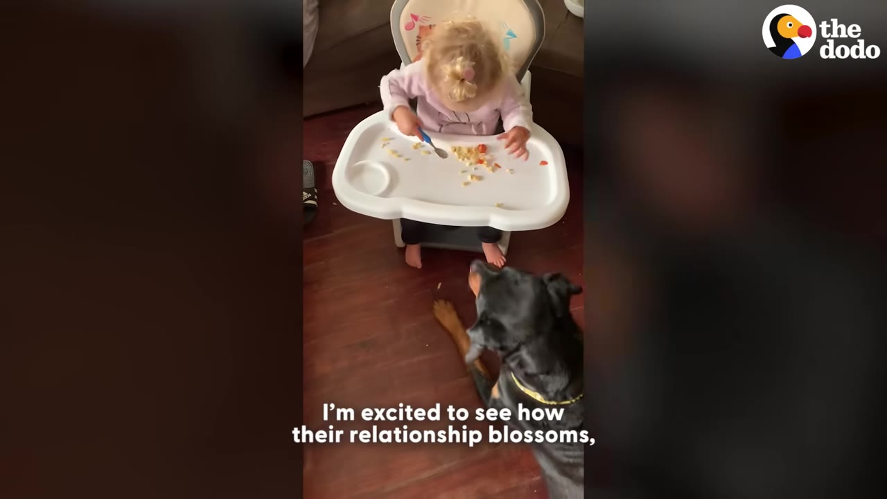 A young toddler with blonde hair sits in a high chair eating, while a black and tan dog sits on the floor looking up at her.