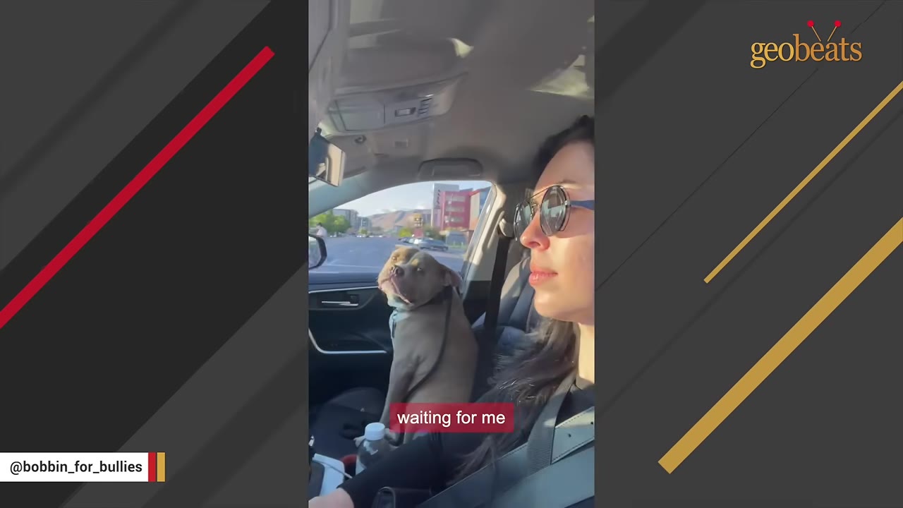 A woman with sunglasses driving a car while a pit bull sits in the passenger seat looking at her.