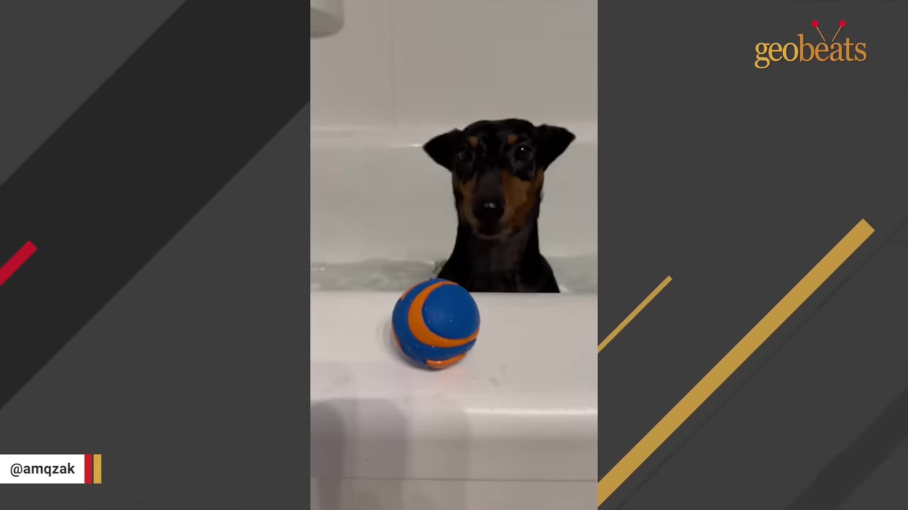 A small black and tan dog sits in a bathtub, looking forward with a blue and orange ball resting on the edge of the tub in the foreground.