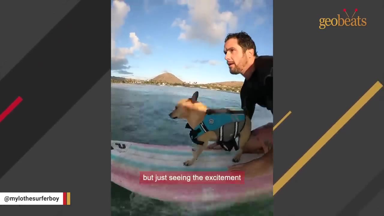 A man and a small dog wearing a blue life vest stand together on a surfboard in the water, looking out in the same direction.