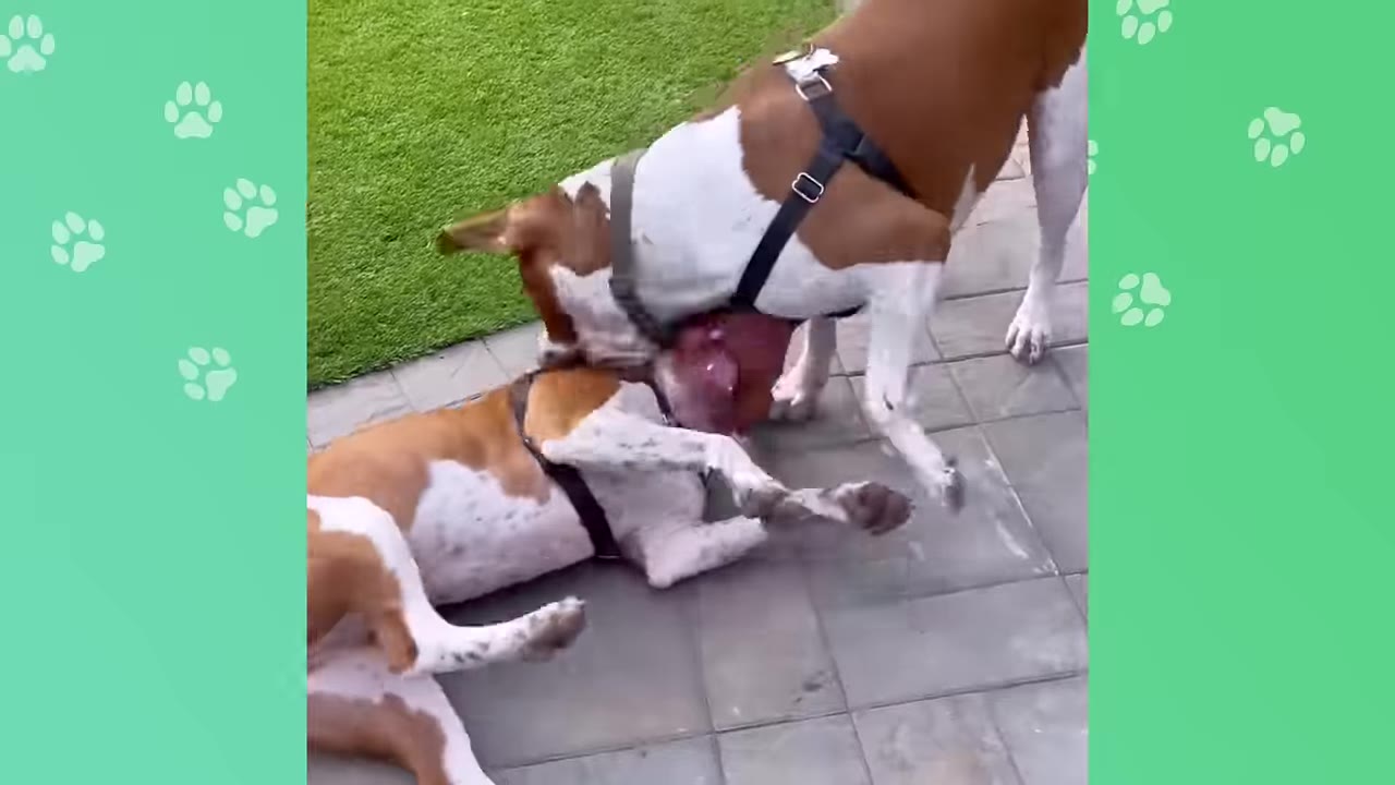Two brown and white dogs wearing harnesses playfully wrestling together on a paved patio next to a grassy area.