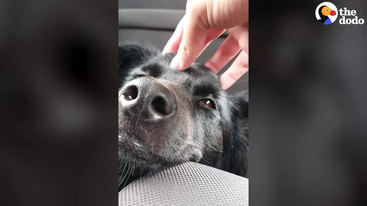 A close-up of a healthy, fluffy black dog named Rosie being gently petted on the head by a person's hand.