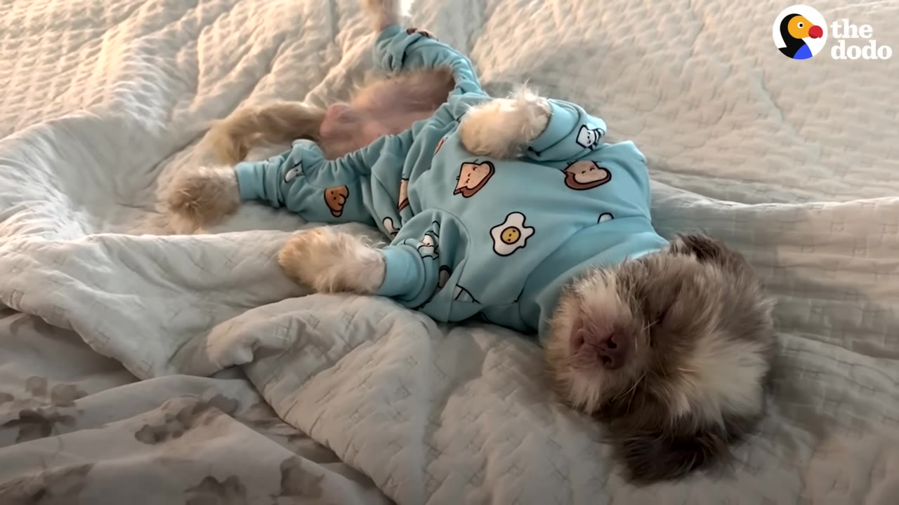 A small, fluffy brown and white dog wearing light blue pajamas with egg and toast patterns lies on its back on a white quilted blanket.