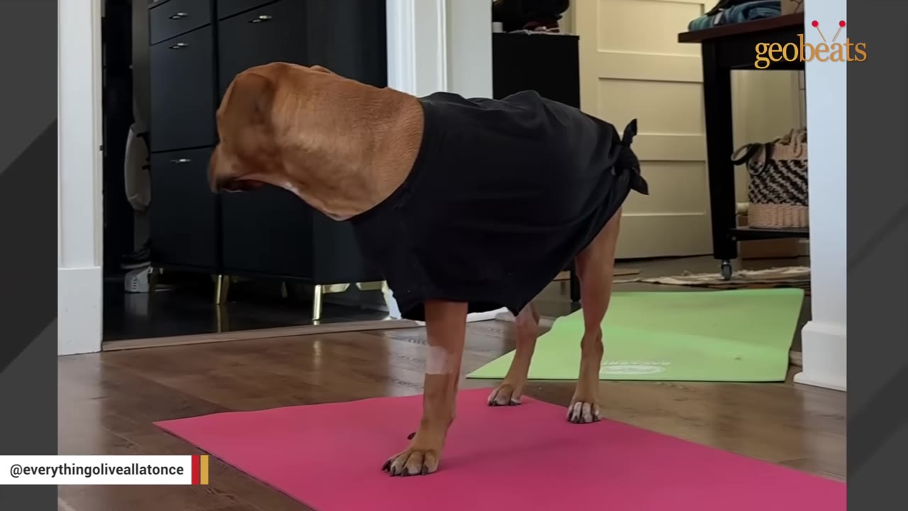 A brown dog wearing a black t-shirt stands on a pink yoga mat inside a home, with a bandage visible on its front leg.